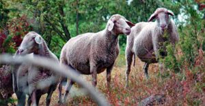 wanderschäfer oberpfalz toskana oberpfalz trockenrasen