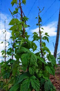 Massendorfer Schlucht bei Spalt (Lk Roth) 4 spalter hügelland hopfenland wanderung massendorfer schlucht