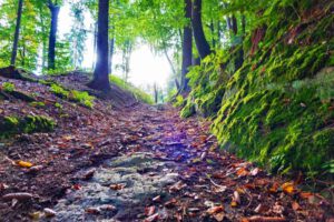 Premiumwanderweg Jurakante Thalmässing (Landkreis Roth) 20 espan runde thalmässing altmühltal wanderung
