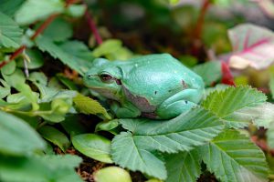 freiland aquarium und terrarium in stein bei nürnberg