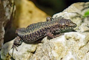 mauereidechse ausflug nürnberg freiland aquarium terrarium