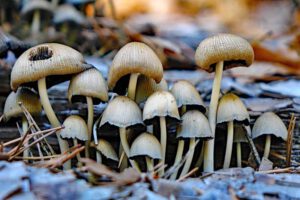 pilze nürnberger reichswald wandern alter kanal