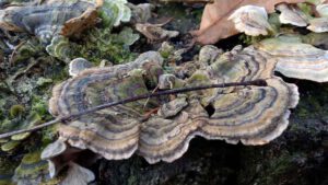 winter wanderung nürnberg wendelstein