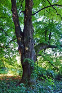 wandern ludwigswald weißenburg mittelfranken