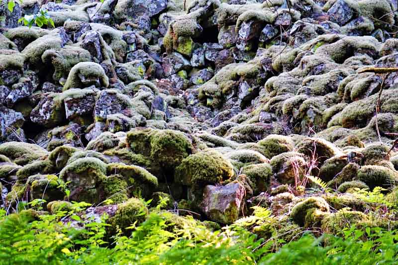 Urwald-Naturlehrpfad Lösershag (Rhön) 6 basaltmeer blockhalde rhön lösershag wanderung