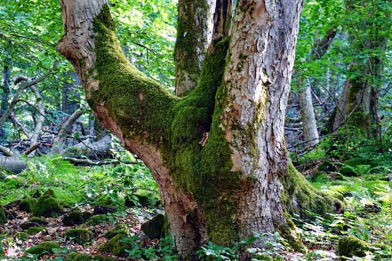 Urwald-Naturlehrpfad Lösershag (Rhön) 17 alter baum vulkankegel lösershag wildnis urwald