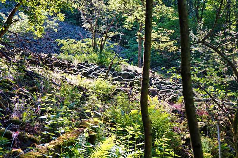 Urwald-Naturlehrpfad Lösershag (Rhön) 8 wandern in der rnön deutschland urwald wildnis lösershag