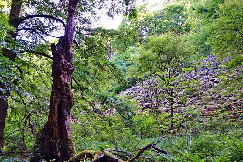 Urwald-Naturlehrpfad Lösershag (Rhön) 5 urwald in deutschland lösershag lehrpfad vulkan rhön