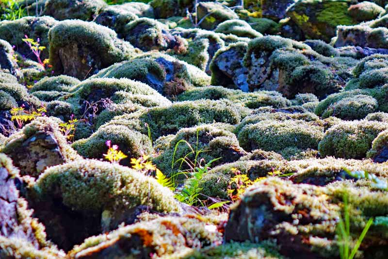 Urwald-Naturlehrpfad Lösershag (Rhön) 3 basaltmeer blockhalde rhön lösershag wanderung