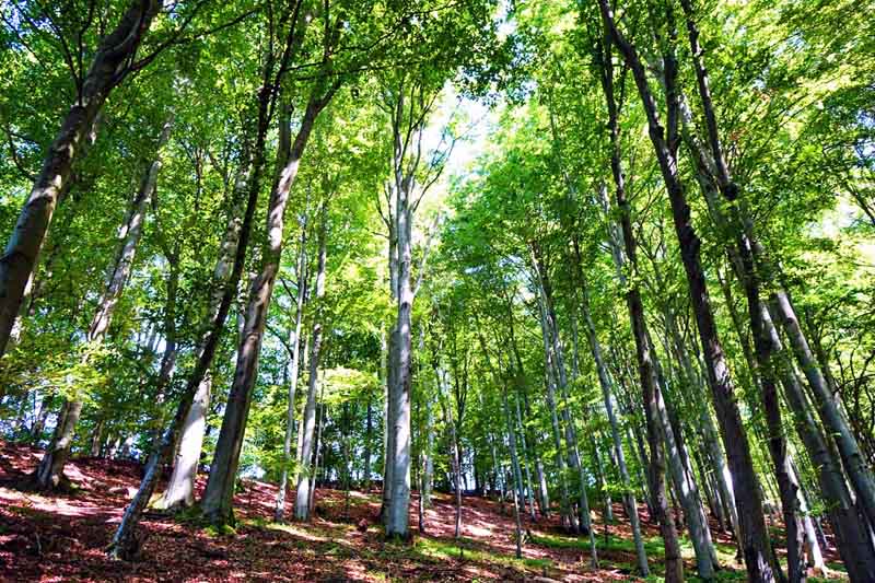 Urwald-Naturlehrpfad Lösershag (Rhön) 14 buchenwald biosphärenreservat rhön lösershag vulkan
