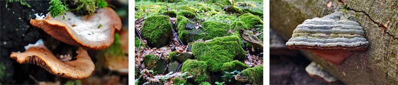 Urwald-Naturlehrpfad Lösershag (Rhön) 7 urwald naturlehrpfad lösershag biosphärenreservat rhön pilze