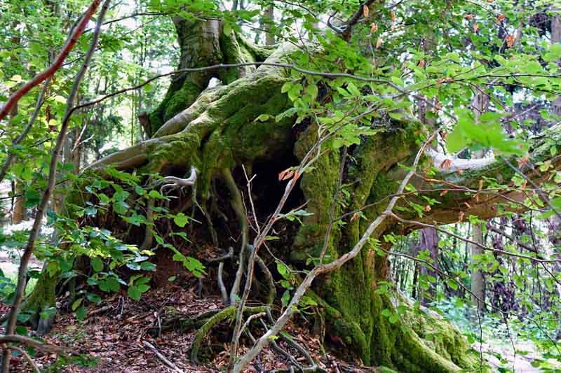 Urwald-Naturlehrpfad Lösershag (Rhön) 11 alter baum baumriese urwald lösershag rhön