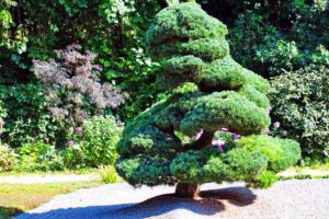 NEPAL HIMALAYA PARK (Landkreis Regensburg) 15 bonsai nepal himalaya park bayern oberpfalz wiesent