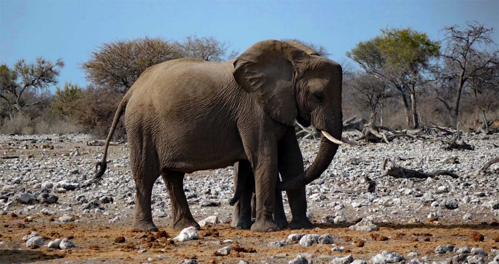 THE LITTLE FIVE NAMIBIA 3 elefanten in namibia big five