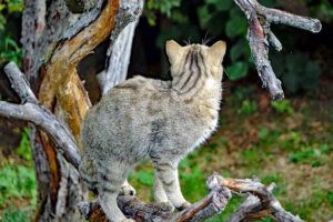 WILDKATZENDORF-HÜTSCHERODA im Nationalpark Hainich 5 wildkatzen thüringen ausflug kinder familie hainich