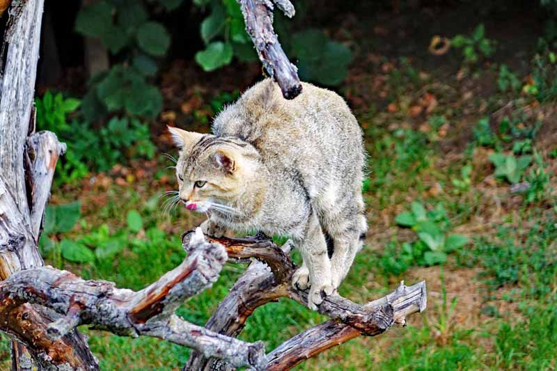 WILDKATZENDORF-HÜTSCHERODA im Nationalpark Hainich 16 wildkatze hütscheroda wildkatendorf thüringen eisenach