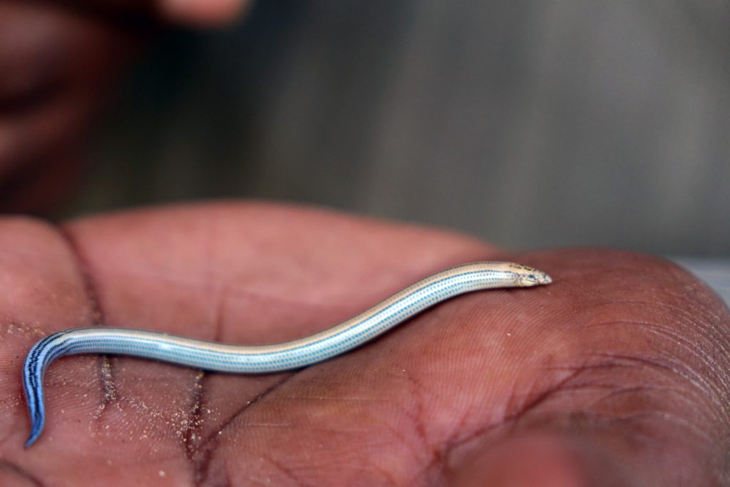 THE LITTLE FIVE NAMIBIA 10 blindschleiche little five swakopmund namibia ausflug urlaub rundreise