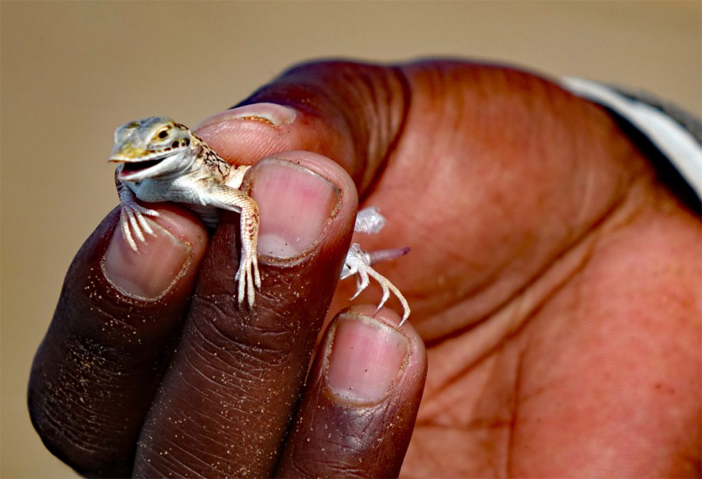 THE LITTLE FIVE NAMIBIA 8 wüsteneidechse little five swakopmund namib namibia