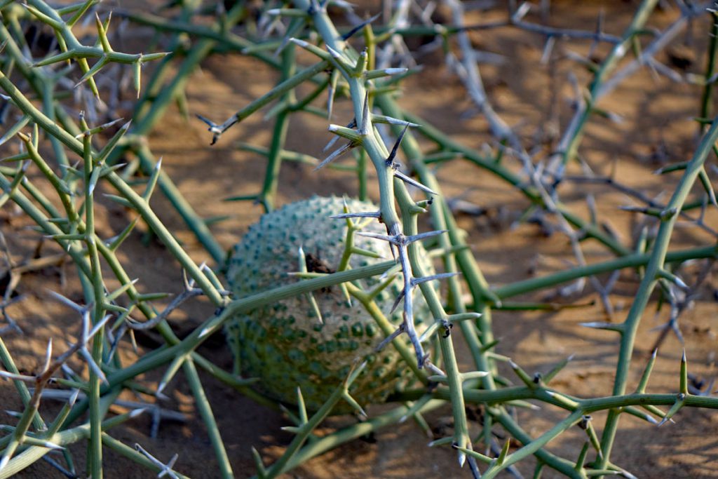 THE LITTLE FIVE NAMIBIA 5 nara pflanze namib namibia safari little five ausflug swakopmund