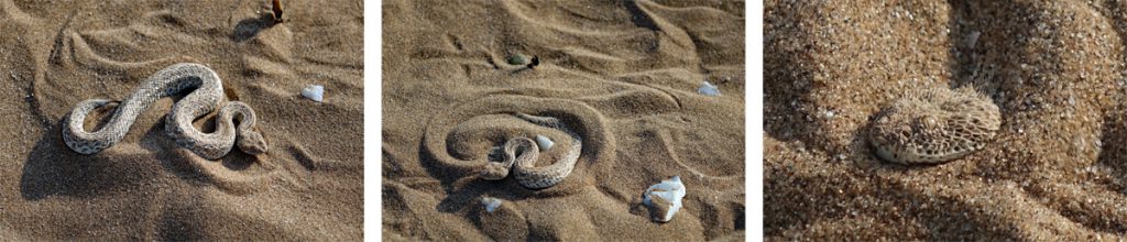 THE LITTLE FIVE NAMIBIA 12 namibviper zwergpuffotter giftschlange namib namibia little five swakopmund