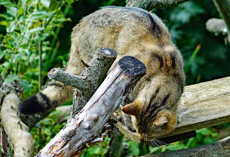 WILDKATZENDORF-HÜTSCHERODA im Nationalpark Hainich 3 wildkatze wildkatzendorf hütscheroda hainich