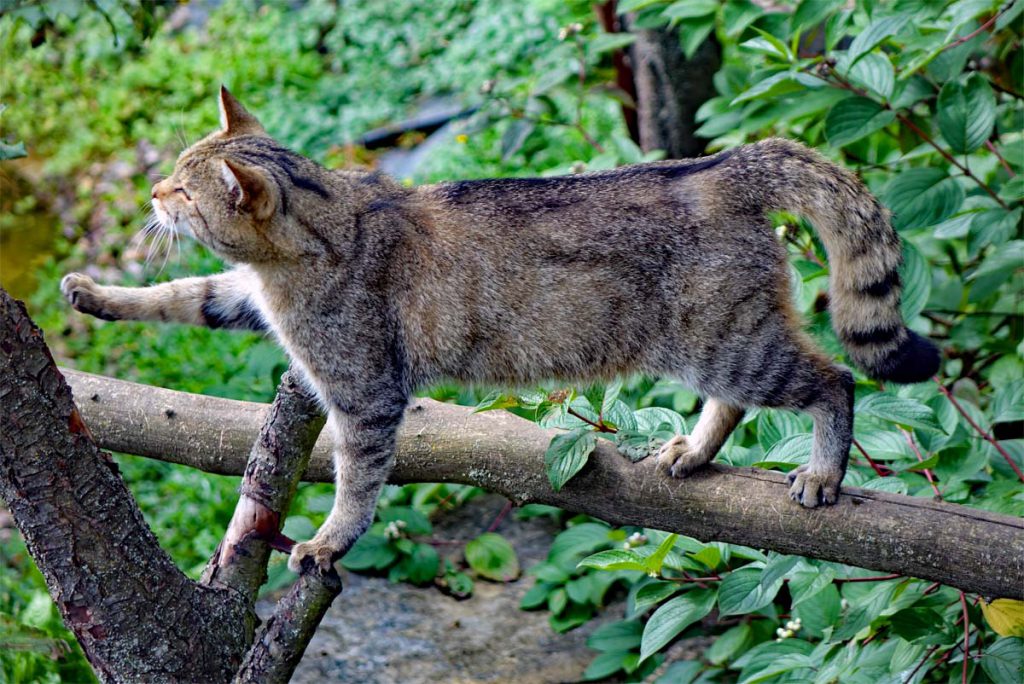 WILDKATZENDORF-HÜTSCHERODA im Nationalpark Hainich 11 wildkatzendorf wildkatzen deutschland thürningen nationalpark hainich