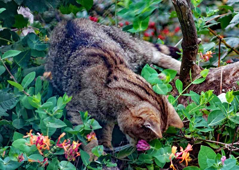 WILDKATZENDORF-HÜTSCHERODA im Nationalpark Hainich 7 ausflug familie kinder sehenswürdigkeiten thüringen