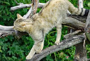 WILDKATZENDORF-HÜTSCHERODA im Nationalpark Hainich 4 nationalpark hainich thüringen wildkatzendorf hütscheroda