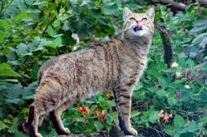 Drachenschlucht und Landgrafenschlucht 22 wildkatzendorf hütscheroda nationalpark hainich