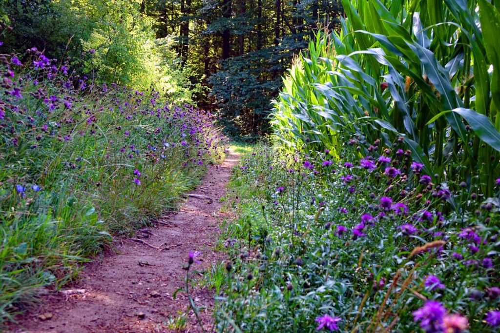 Zauberwald-Orchideenweg Lichtenegg (Oberpfalz) 5 blühende wiesen zauberwald-orchideenweg lichtenegg oberpfalz