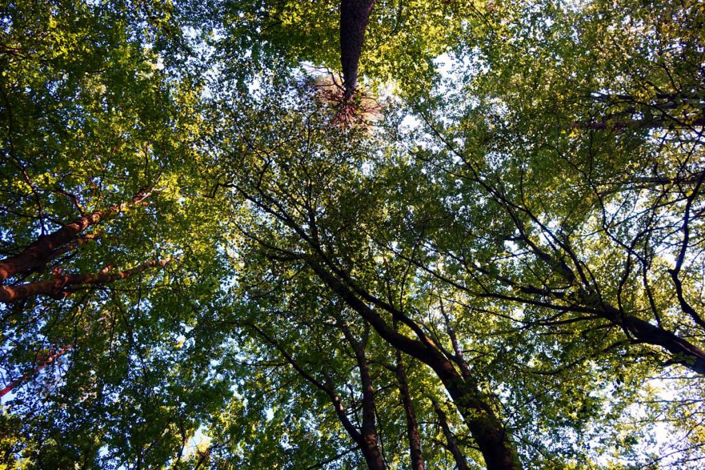 Zauberwald-Orchideenweg Lichtenegg (Oberpfalz) 15 wald in lichtenegg birgland oberpfalz