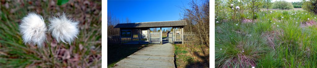 schwarzes moor biosphärenreservat rhön fladungen wollgras
