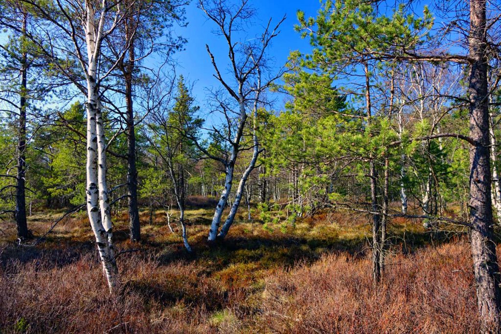 heidelandschaft und moorbirken schwarzes moor