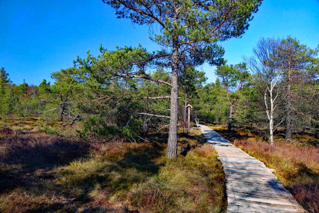 moorlehrpfad blockbohlenweg holzsteg schwarzes moor