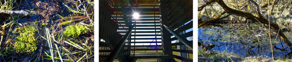 moorlehrpfad schwarzes moor fladungen bayern rhön