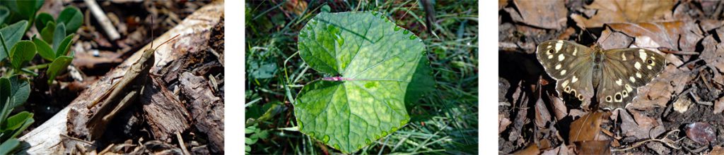 Zauberwald-Orchideenweg Lichtenegg (Oberpfalz) 3 brauner grashüpfer und waldbrettspiel zauberwald orchideenweg lichtenegg