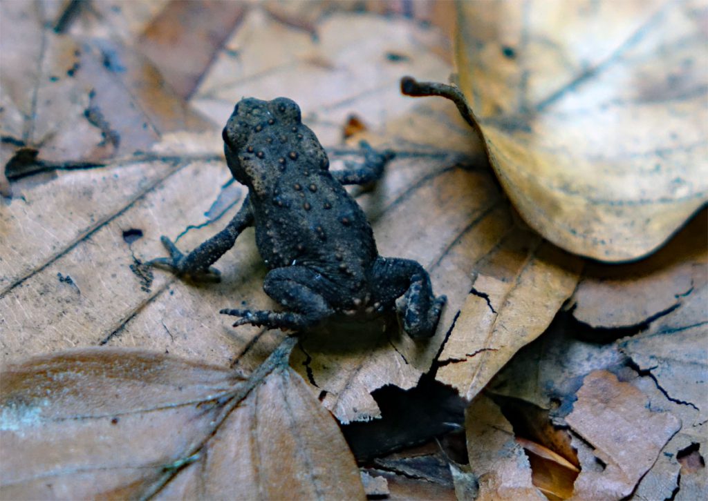 Zauberwald-Orchideenweg Lichtenegg (Oberpfalz) 19 gelbbauchunke lichenegg wanderung