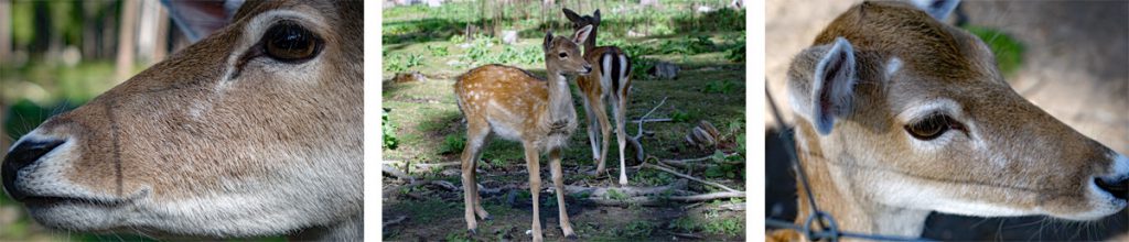 wildpark im faberwald straßmühle pyrbaum
