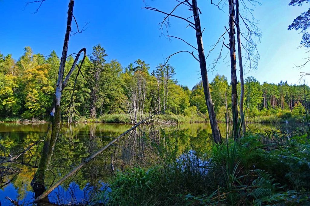 weiher am biberpfad faberhof pyrbaum