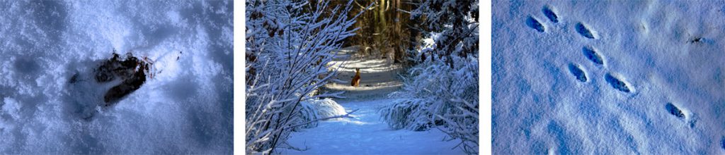 Winterwanderungen rund um Nürnberg 3 winterwanderungen nürnberg mittelfranken