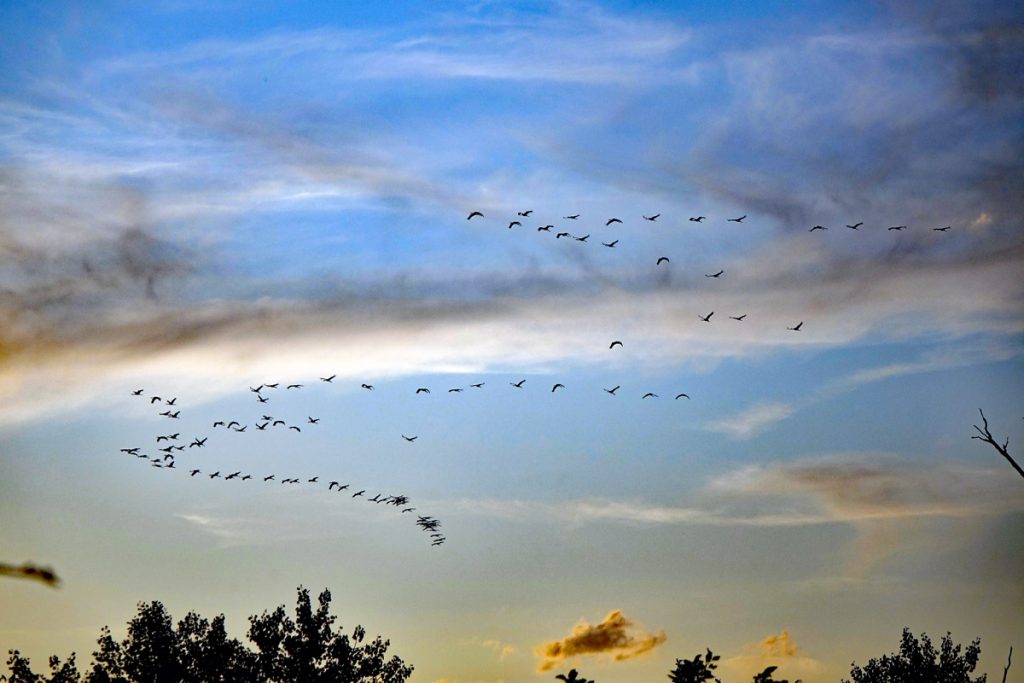 kraniche am schlabendorfer see niederlausitz