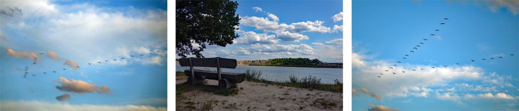kraniche am schlabendorfer see sielmanns naturlandschaften