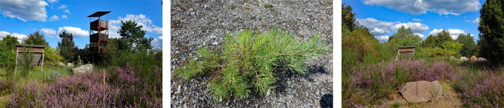 heidelandschaft und aussichtsturm sielmann stiftung wanninchen