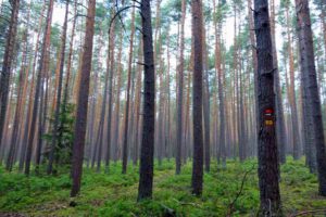 Wandern im Fürther Stadtwald - Marmaris-Wanderweg 3 marmaris weg wandern stadtwald fürth herbst