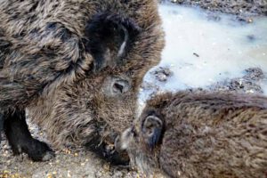 Wandern im Fürther Stadtwald - Marmaris-Wanderweg 12 wildschwein gehege fürther stadtwald wandern marmaris weg