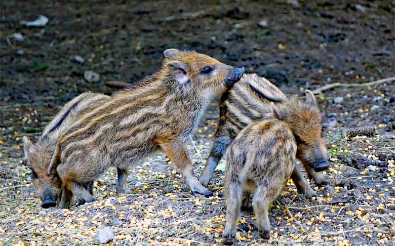 Wandern im Fürther Stadtwald - Marmaris-Wanderweg 11 marmaris weg trail fürth stadtwald wildschweine frischlinge