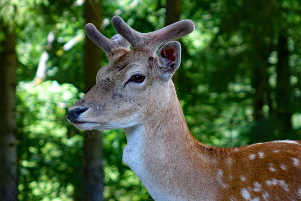 wildpark christianental bei schloss wernigerode