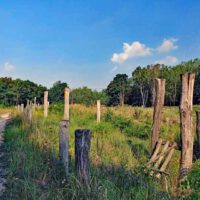 Sielmanns Naturlandschaft - Eine Wanderung in der Döberitzer Heide 1 sielmanns naturlandschaft döberitzer heide wanderung rundtour