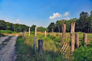 Walderlebnispfad Serrahn im Müritz-Nationalpark (Mecklenburg-Vorpommern) 21 sielmanns naturlandschaft döberitzer heide wanderung rundtour