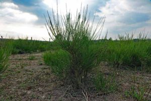 ginster döberitzer heide naturschutzgebiet brandenburg